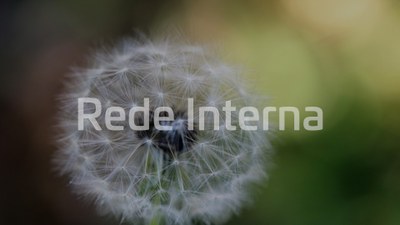 ri-dandelion-assistencia.jpg