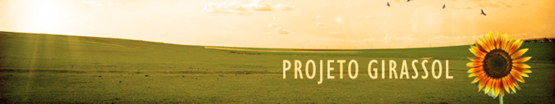 Girassol